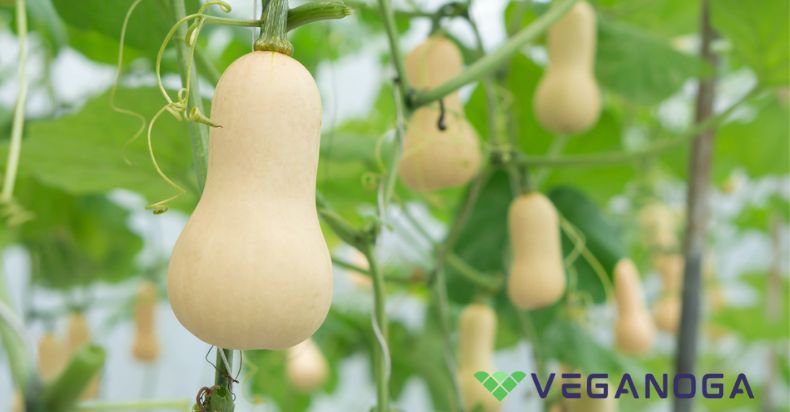 How-to-Grow-Butternut-Squash-1