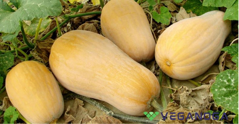 How to Grow Butternut Squash in Containers?