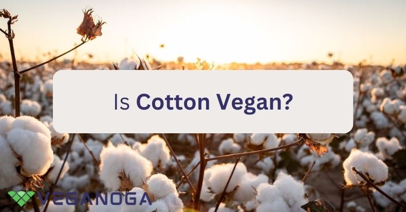 Is Cotton Vegan