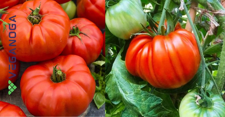 how to grow Beefmaster Tomato