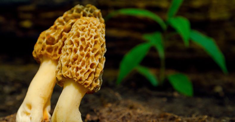 Morel mushrooms