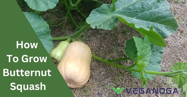 How To Grow Butternut Squash