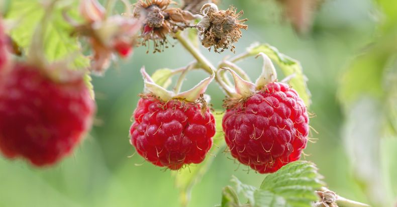 Are Wild Raspberries Safe to Eat