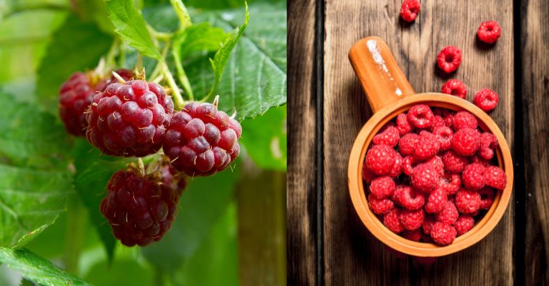 Difference Between Wild and Cultivated Raspberries