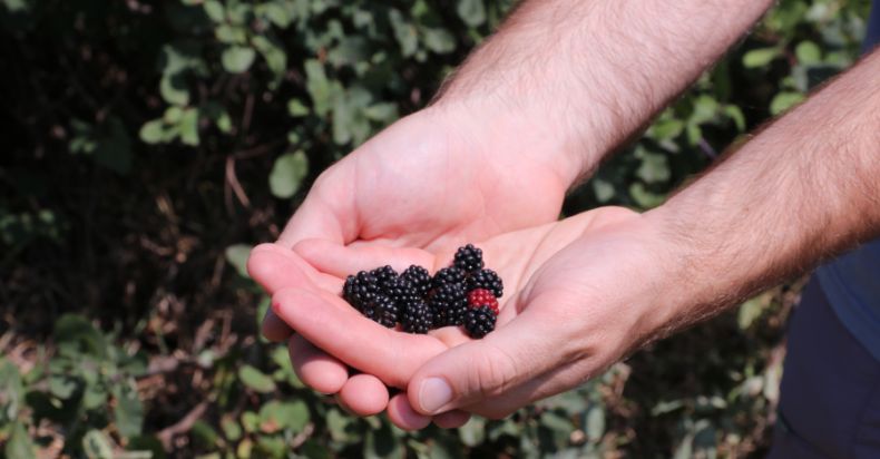 How to Harvest and Store Wild Raspberries