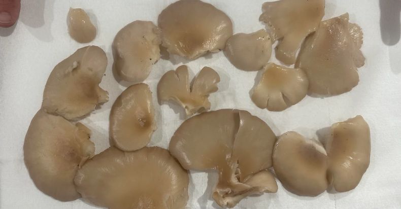 Mushroom Mystery