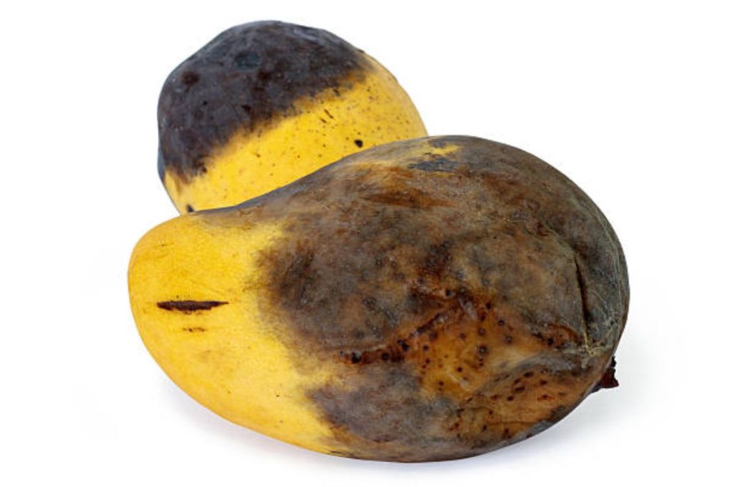 Overripe Mangoes