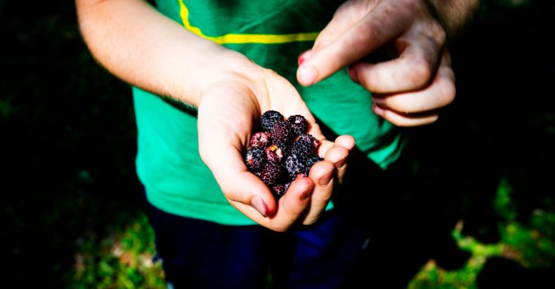 Wild Raspberries Safe