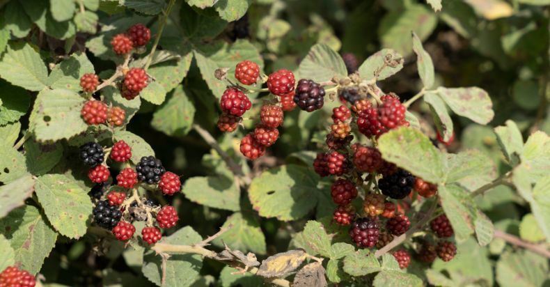 Wild Raspberries