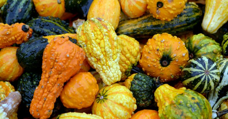 are Bumpy Squash safe to eat