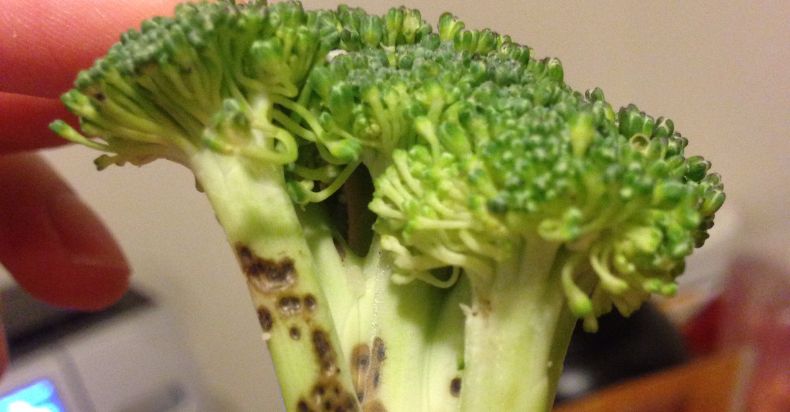 broccoli with brown spots