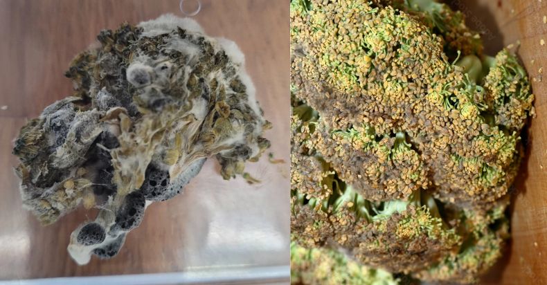 moldy pictures of bad broccoli