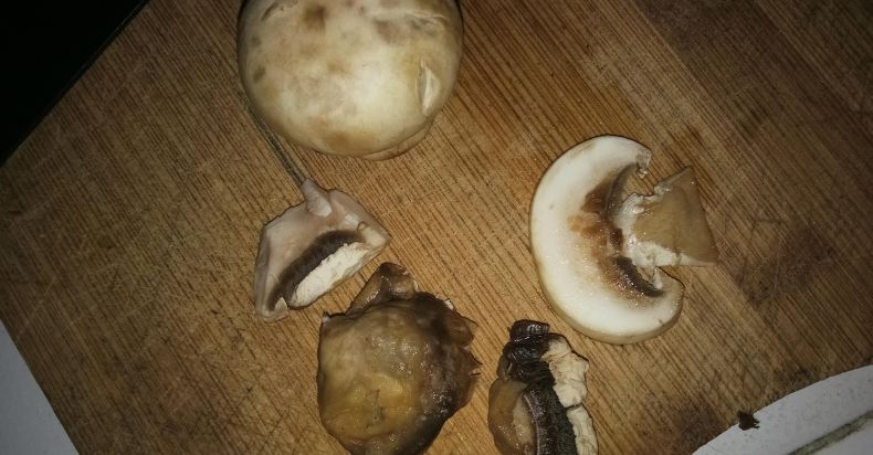 mushrooms with brown spots