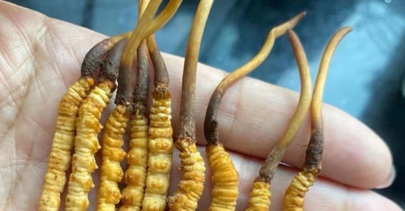 Are Cordyceps Vegan