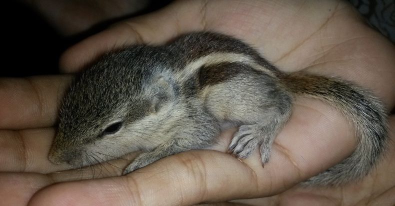 How Long Can Baby Squirrels Live Without Their Mother