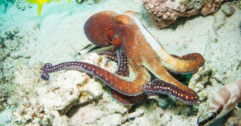 How Long Can an Octopus Live Out of Water