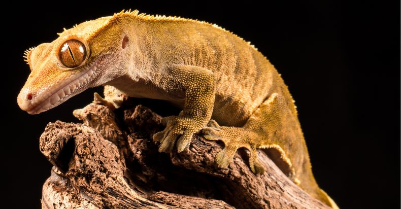 How Long Do Crested Geckos Live