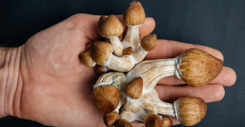 How Long Do Magic Mushrooms Stay Good