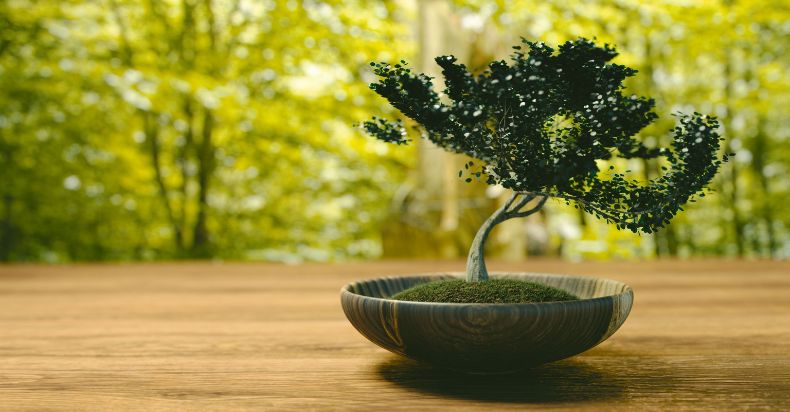 How Long Does a Bonsai Tree Live