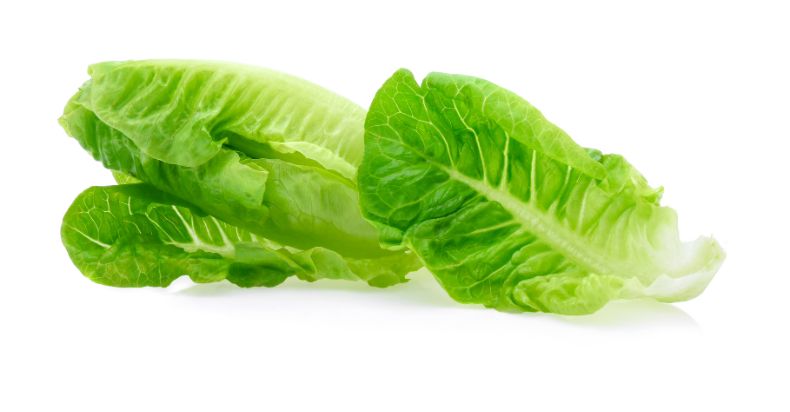 what is Baby Lettuce