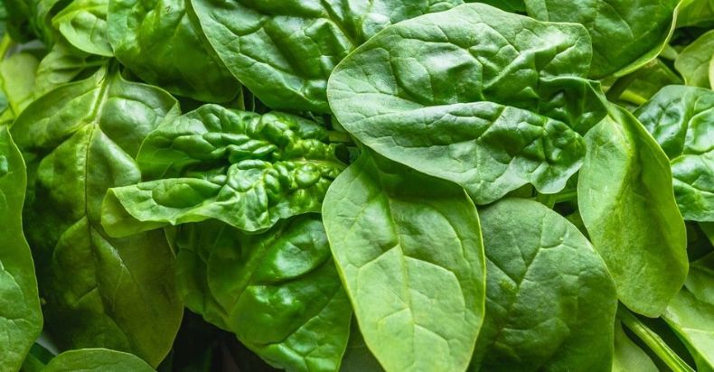 Does Spinach Contain Lectins